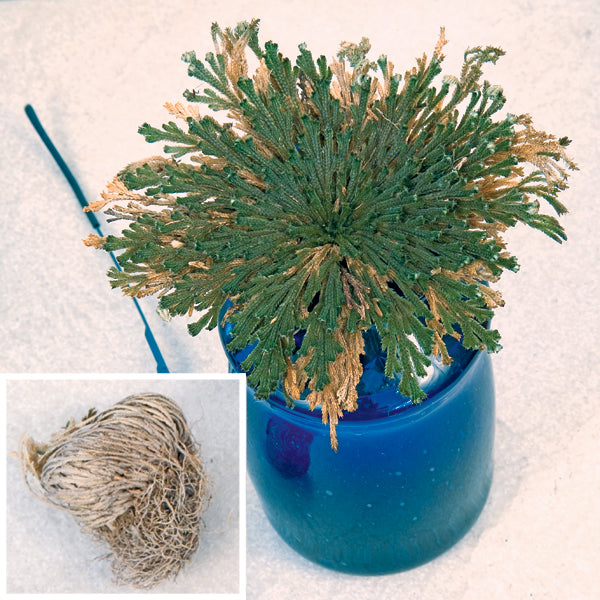 Resurrection Plant (Selaginella lepidophylla)