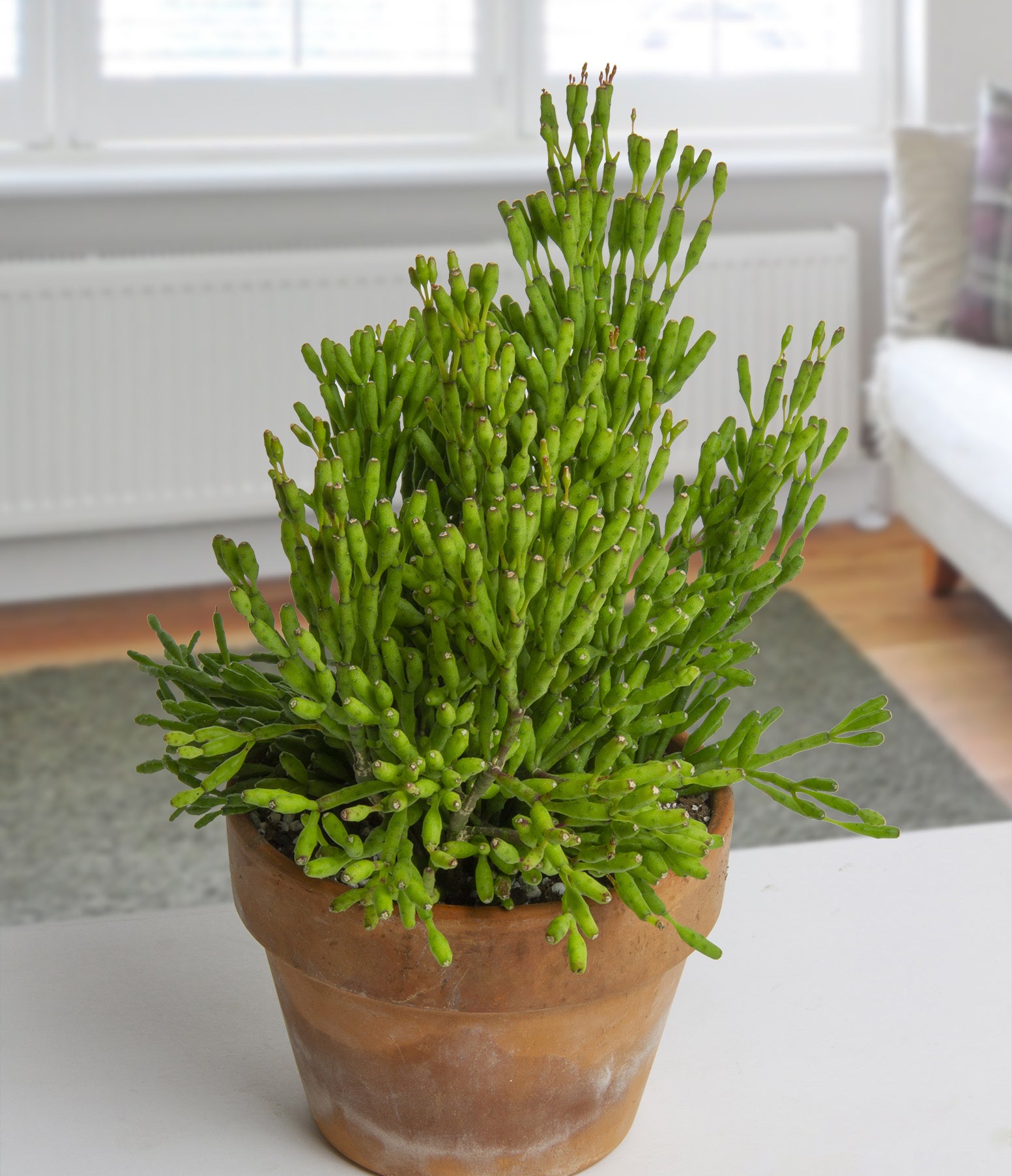 Dancing Bones Cactus (Rhipsalis salicornioides)