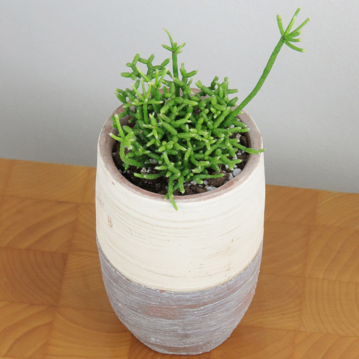 Coral Cactus (Rhipsalis cereuscula)