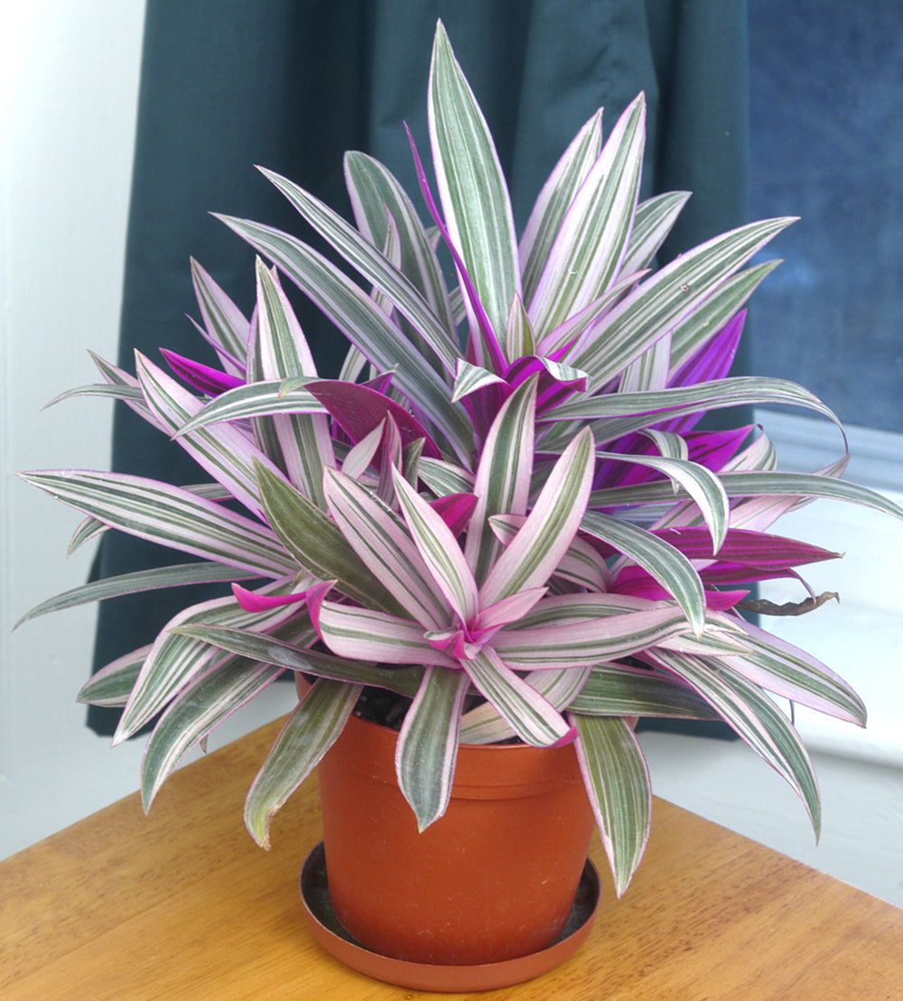 Rhoeo ‘Tricolor’ (Tradescantia spathaea)