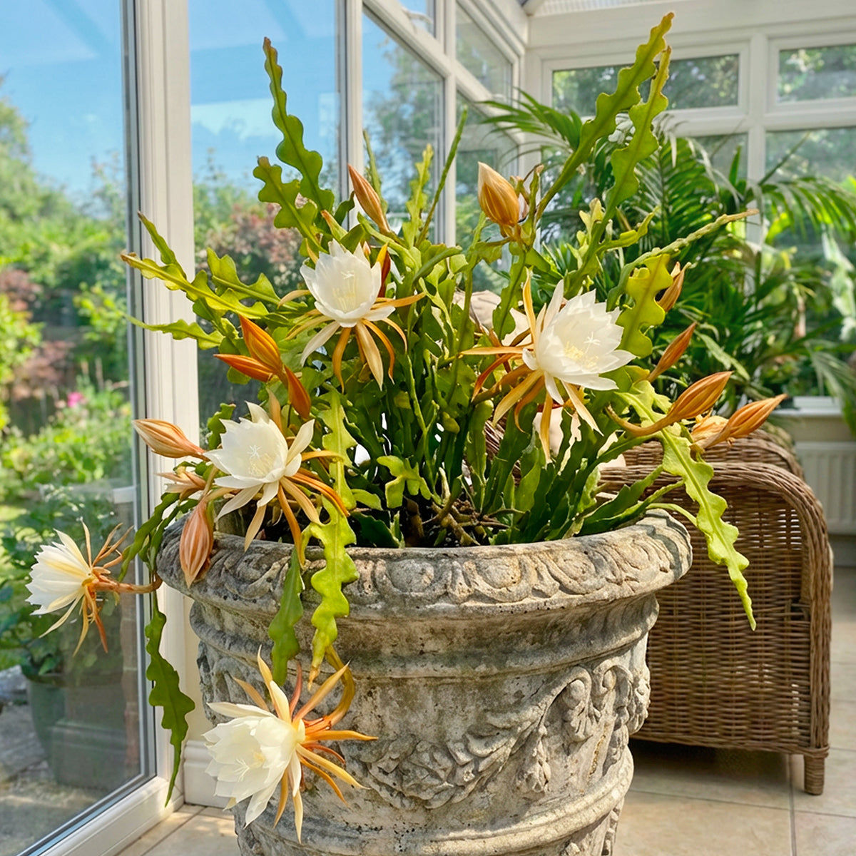 Ric Rac Orchid Cactus (Epiphyllum anguliger)