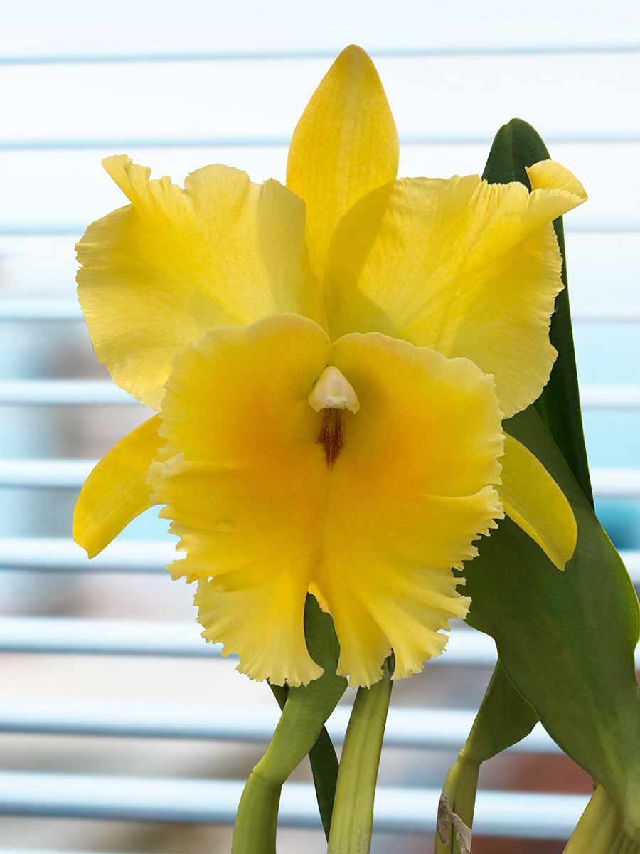 Rlc Orchid Golden Godzilla (Rhyncholaeliocattleya hybrid)