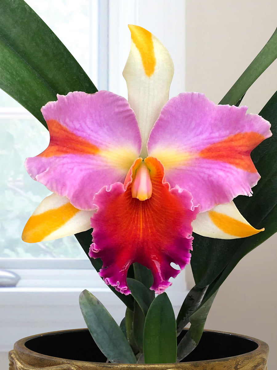 Rlc Orchid Amazing Thailand ‘Rainbow’ (Rhyncholaeliocattleya hybrid)