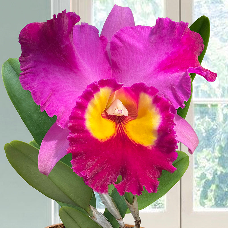 Rlc Orchid Dick Smith ‘Dark Beauty’ (Rhyncholaeliocattleya hybrid)
