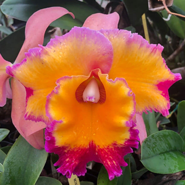 Rlc. Orchid Dick Smith ‘Paradise’ (Rhyncholaeliocattleya hybrid)