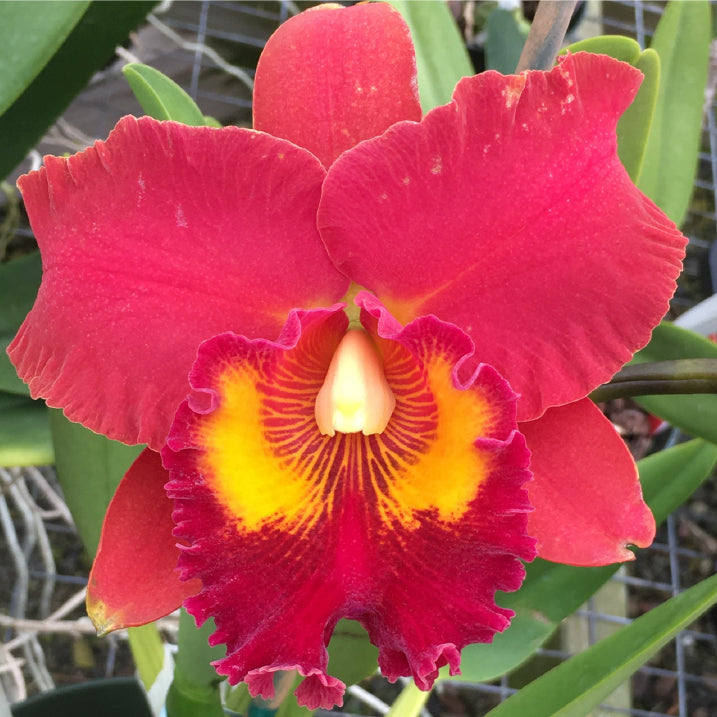 Rlc Orchid Forever Love ‘Volcano Queen’