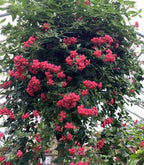 Red Panama Rose (Rondeletia strigosa)
