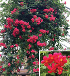 Red Panama Rose (Rondeletia strigosa)