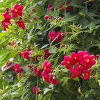 Red Panama Rose (Rondeletia strigosa)