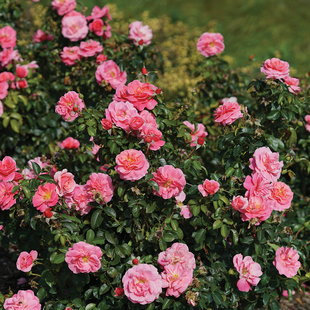 Rose ‘Livin La Vida’ PP (Rosa hybrid)