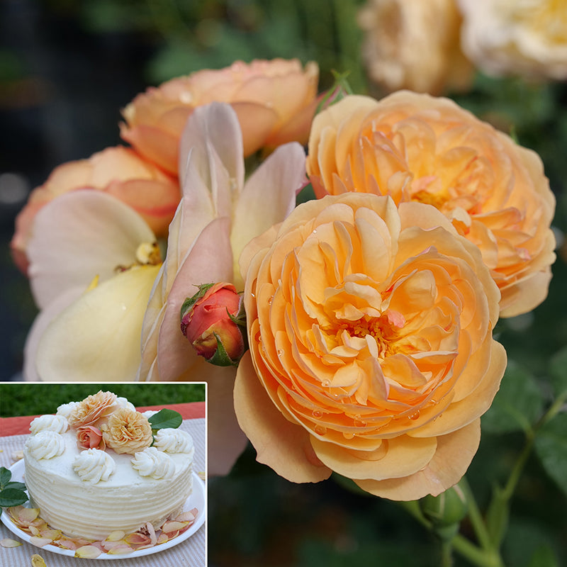 Rose Flavorette™ Honey- Apricot
