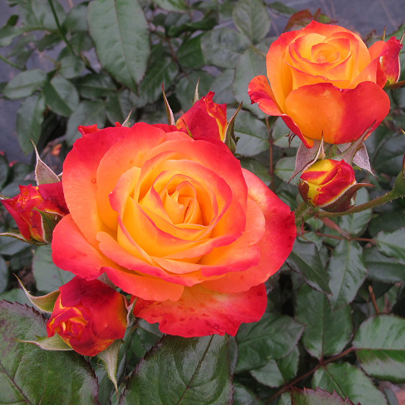 Rose Bush 'Enchanted Peace'