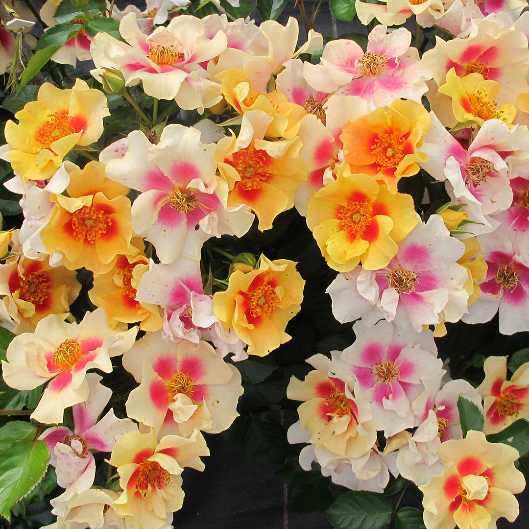 Rose ‘Ringo’ PP (Rosa hybrid)