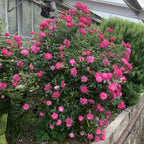Miniature Rose ‘Rouletii’ (Rosa chinensis)