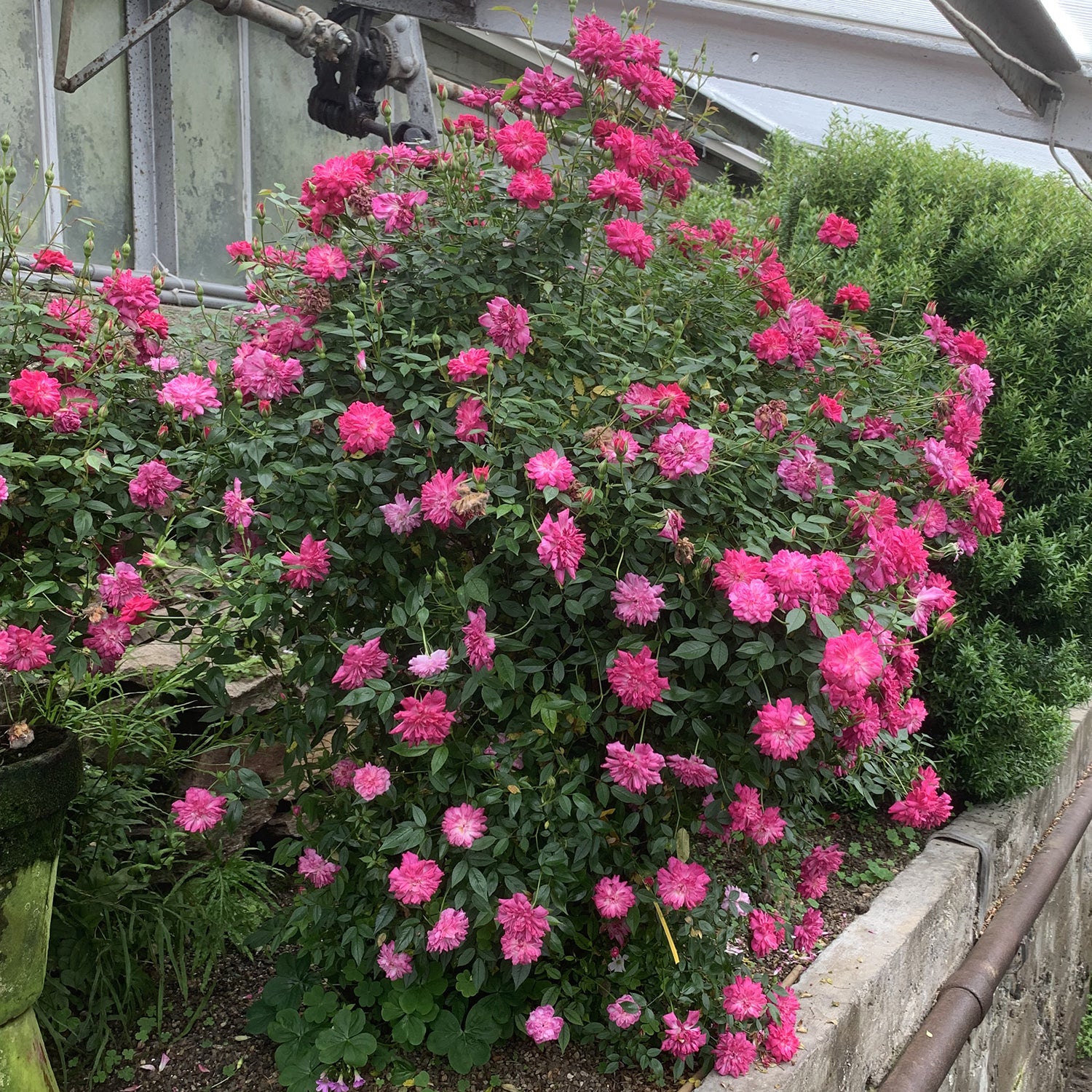 Miniature Rose ‘Rouletii’ (Rosa chinensis)