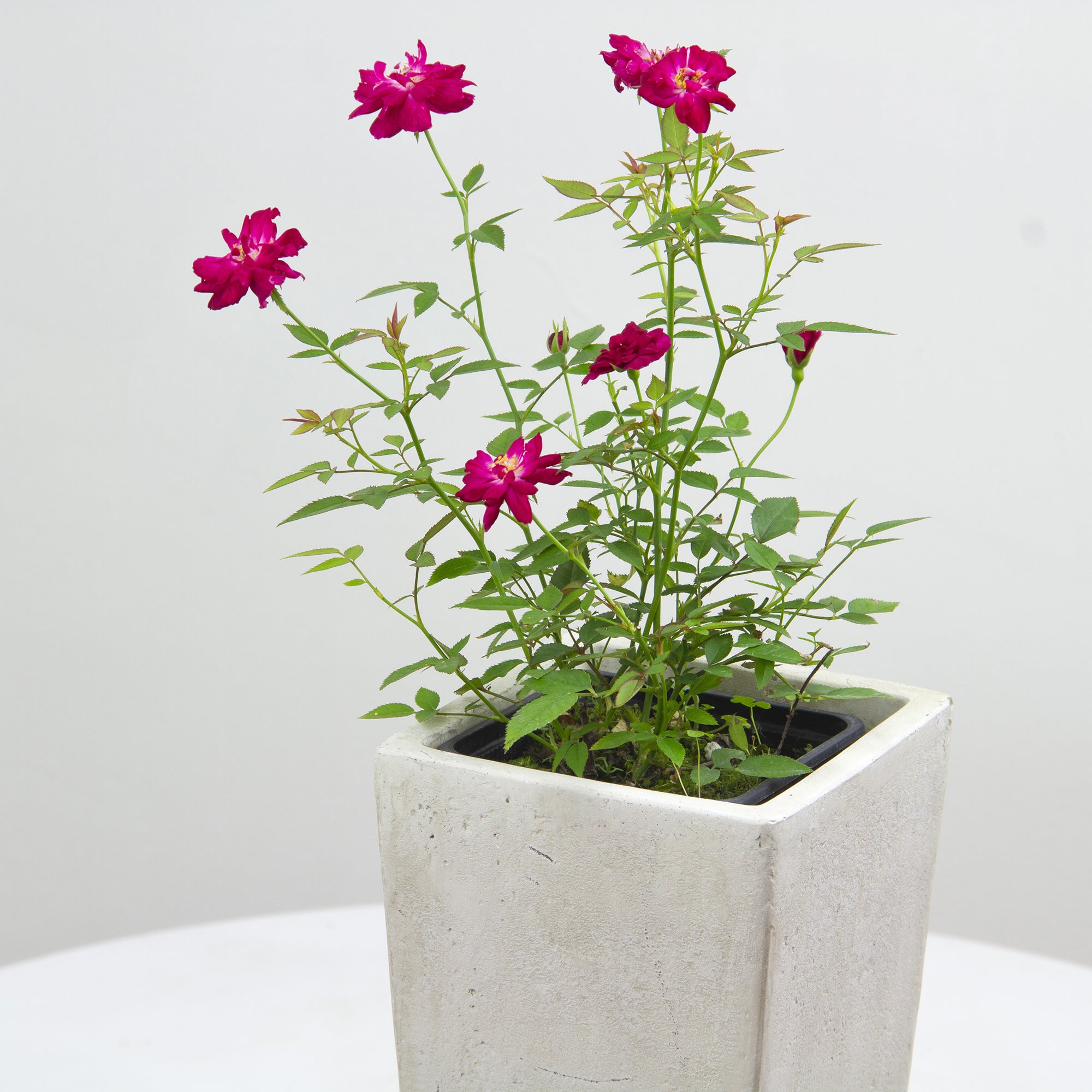 Miniature Rose ‘Rouletii’ (Rosa chinensis)