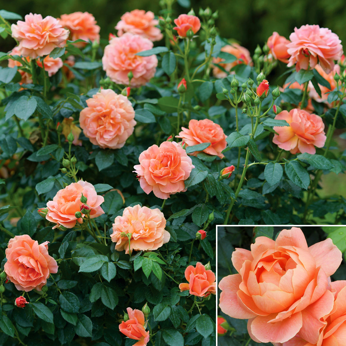 Rose At Last® PP For Sale – Logee's Plants