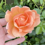 Rose At Last® PP (Rosa hybrid)