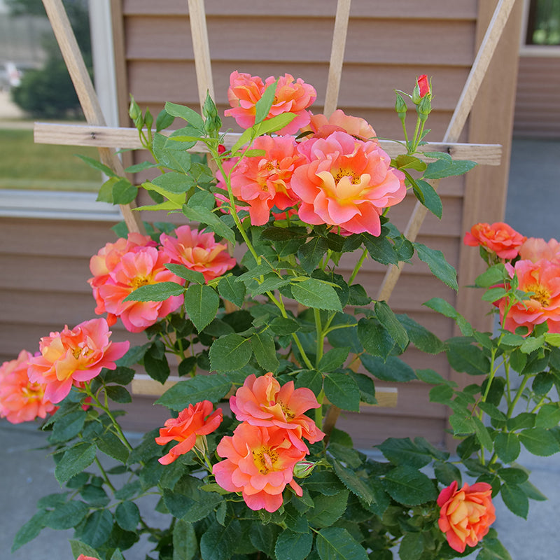 Rose Rise Up Emberays™ PP (Rosa hybrid)