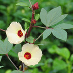 Roselle Jamaican Hibiscus Tea Plant (Hibiscus sabdariffa)