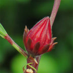Roselle Jamaican Hibiscus Tea Plant (Hibiscus sabdariffa)