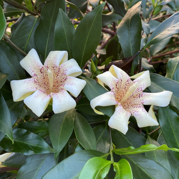 Candle Tree (Rothmannia capensis)