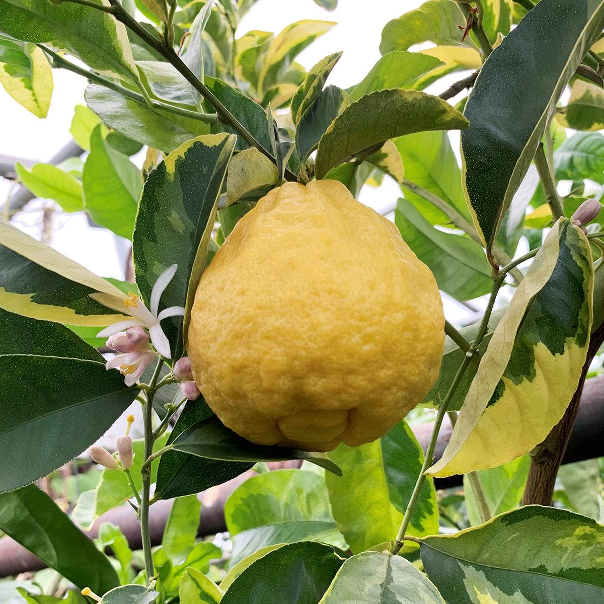 Variegated Rough Lemon Tree (Citrus jambhiri)