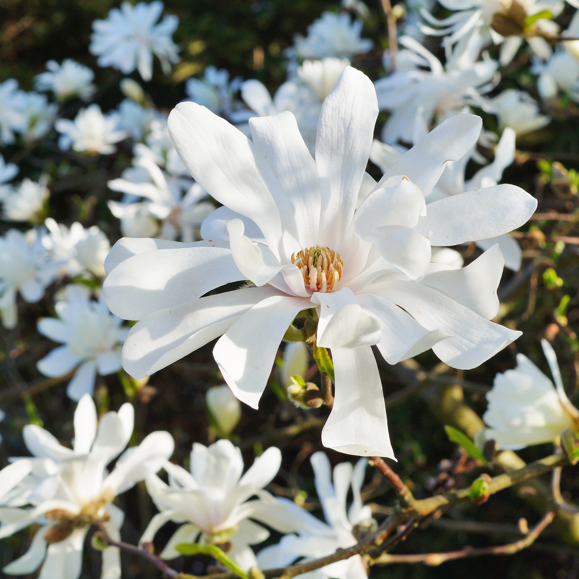 Magnolia ‘Royal Star’ (Magnolia stellata hybrid)