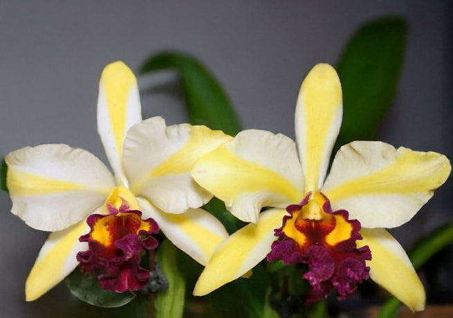 Rth. Orchid
Fu Shu
Glory ‘Happy
Holiday’
(Rhyncattleanthe
hybrid)