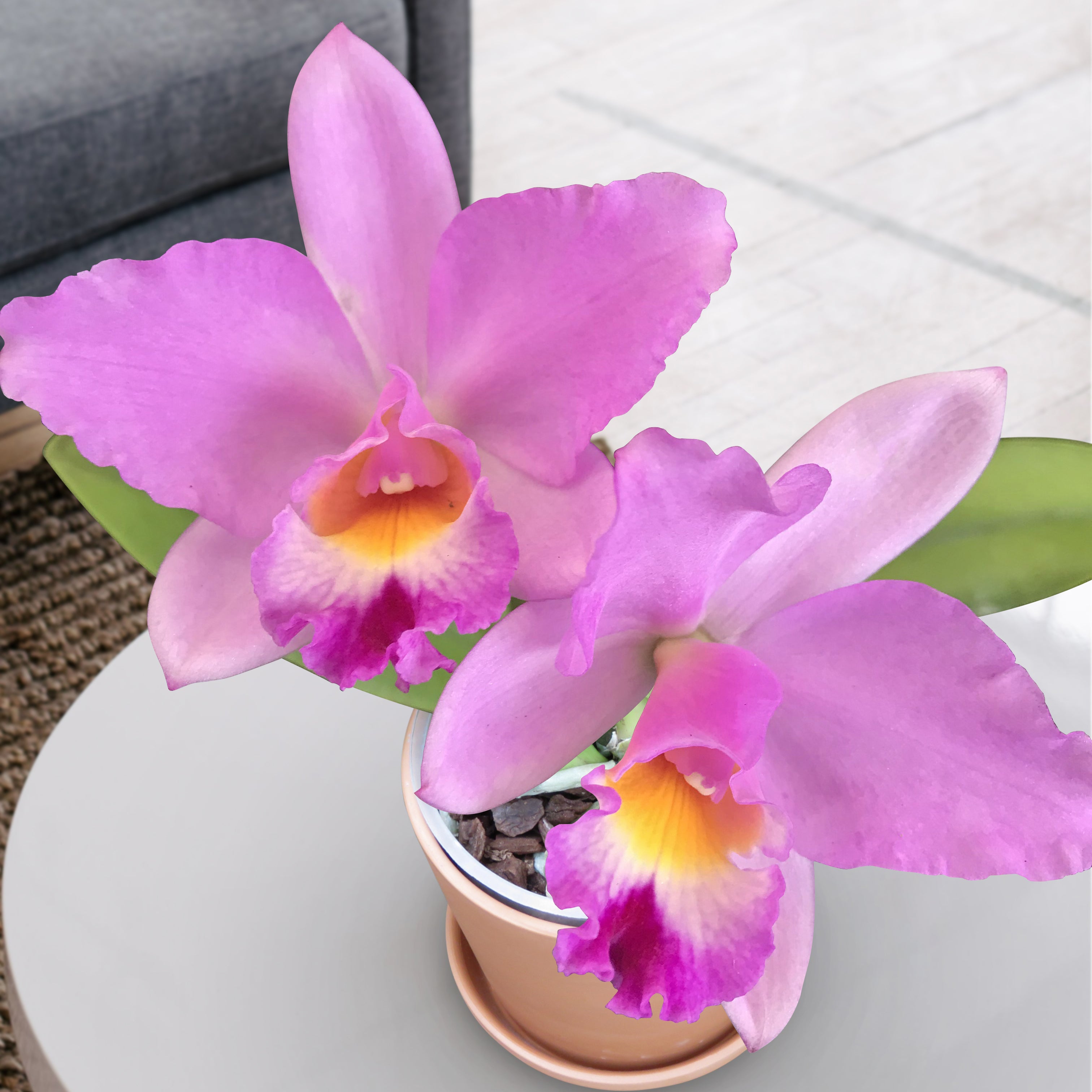 Rth Orchid Hsinying Starlight ‘Pink Lady’ (Rhyncattleanthe hybrid)