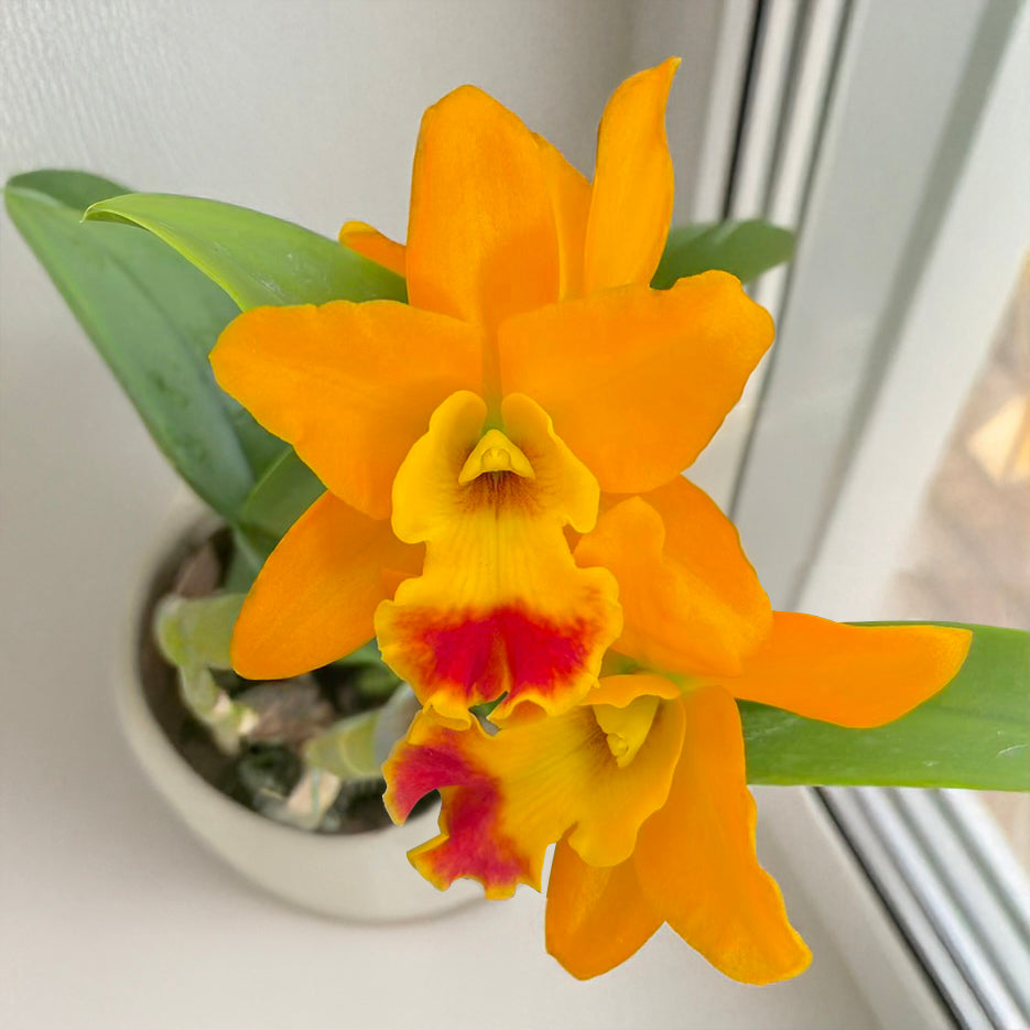 Rth. Orchid Netrasiri Starbright x Kauai Starbright
‘STK’ (Rhyncattleanthe
hybrid)