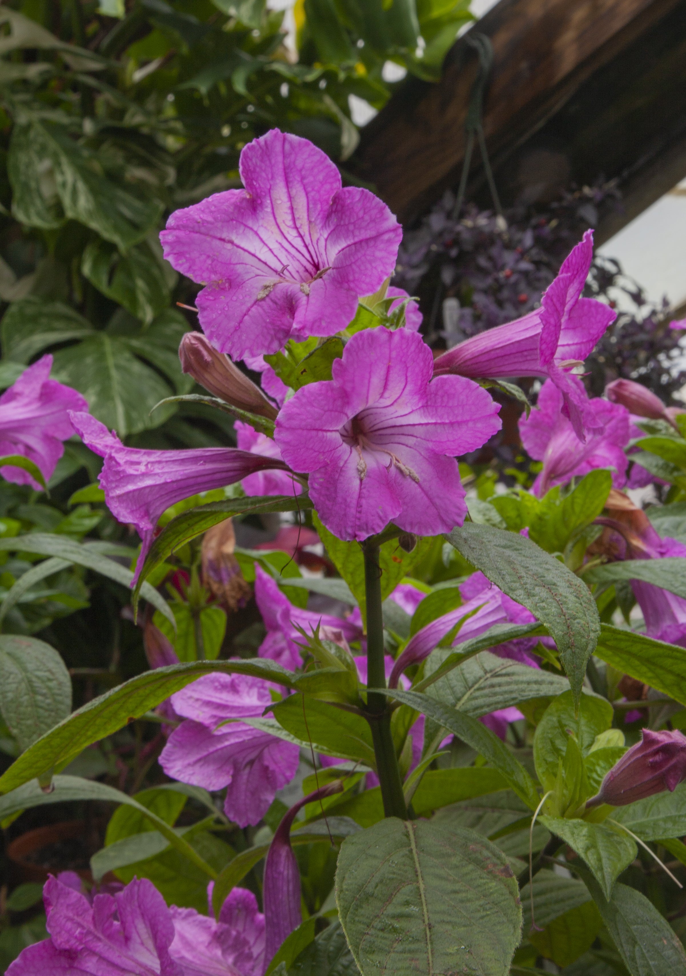 Ruellia ‘Christmas Pride’ (Ruellia macrantha)