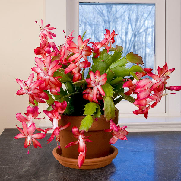 Holiday Cactus ‘Dark Marie’ (Schlumbergera hybrid)