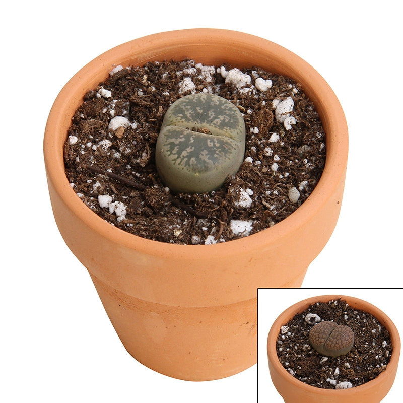Living Stones (Lithops species)