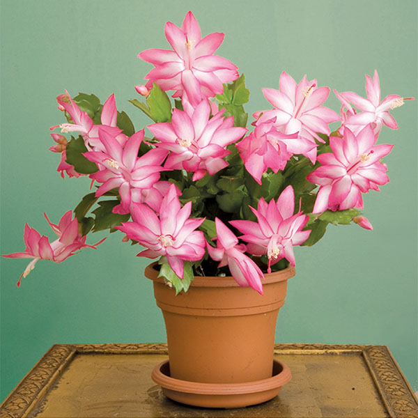 Holiday Cactus ‘Cristen’ (Schlumbergera truncata hybrid)