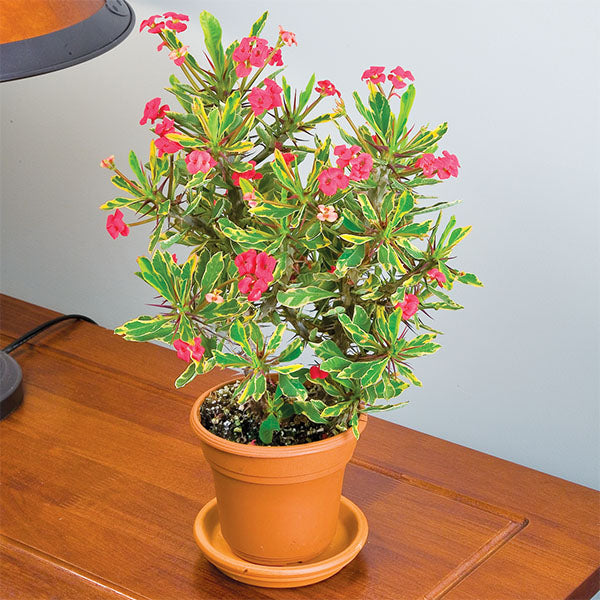 Crown of Thorns ‘Golden Gem’ (Euphorbia milii splendens)