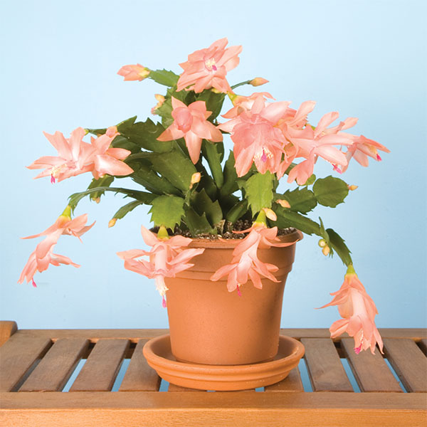 Holiday Cactus ‘Christmas Fantasy’ (Schlumbergera hybrid)