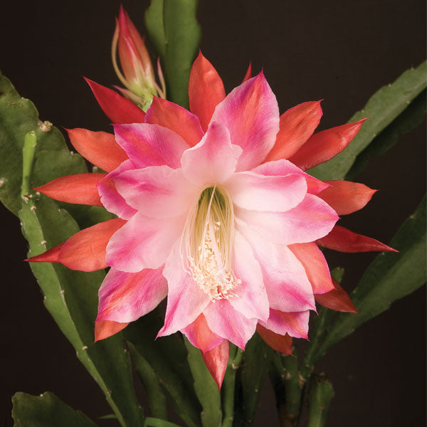 Orchid Cactus ‘Over the Top’ (Epiphyllum hybrid)
