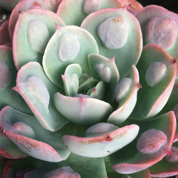 Echeveria ‘Raindrops’ (Echeveria hybrid)