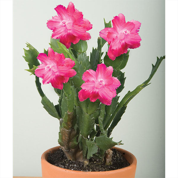 Holiday Cactus Red Aspen
