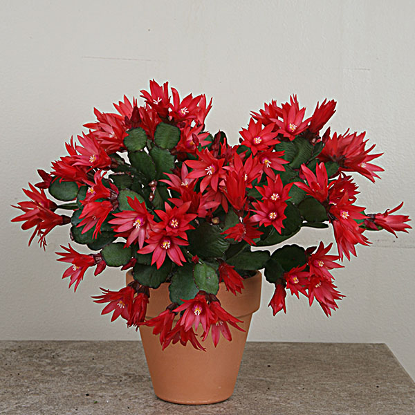 Red Easter Cactus 'Scorpius'  (Rhipsalidopsis gaertneri)