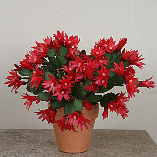 Easter Cactus Set 'Scorpius',  ‘Sirius’ PP and ‘Purple Fire’ (Rhipsalidopsis gaertneri)