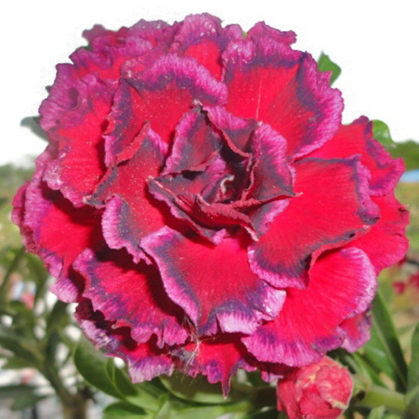 Desert Rose ‘7th Paradise’ (Adenium obesum hybrid)