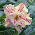 Desert Rose ‘Yellow Fragrance’ (Adenium hybrid)