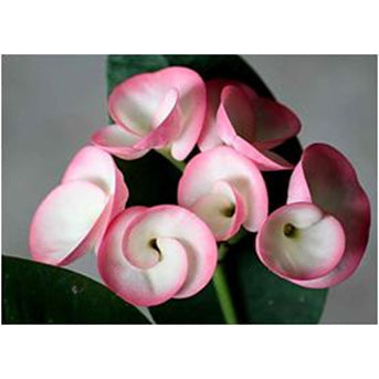 Crown of Thorns ‘Paradise Lady’ (Euphorbia milii hybrid)