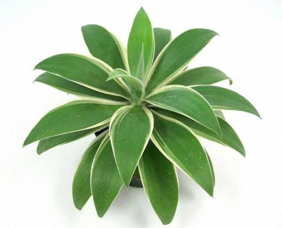 Agave ‘Ray of Light’ PP (Agave attenuata)