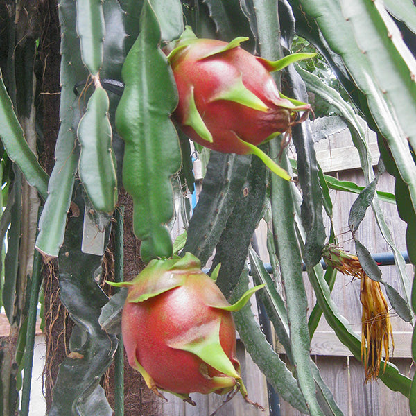Dragon Fruit Plant (Hylocereus species)