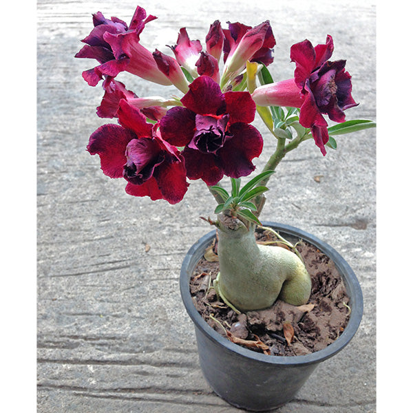 Desert Rose ‘Black Window’ (Adenium obesum hybrid)