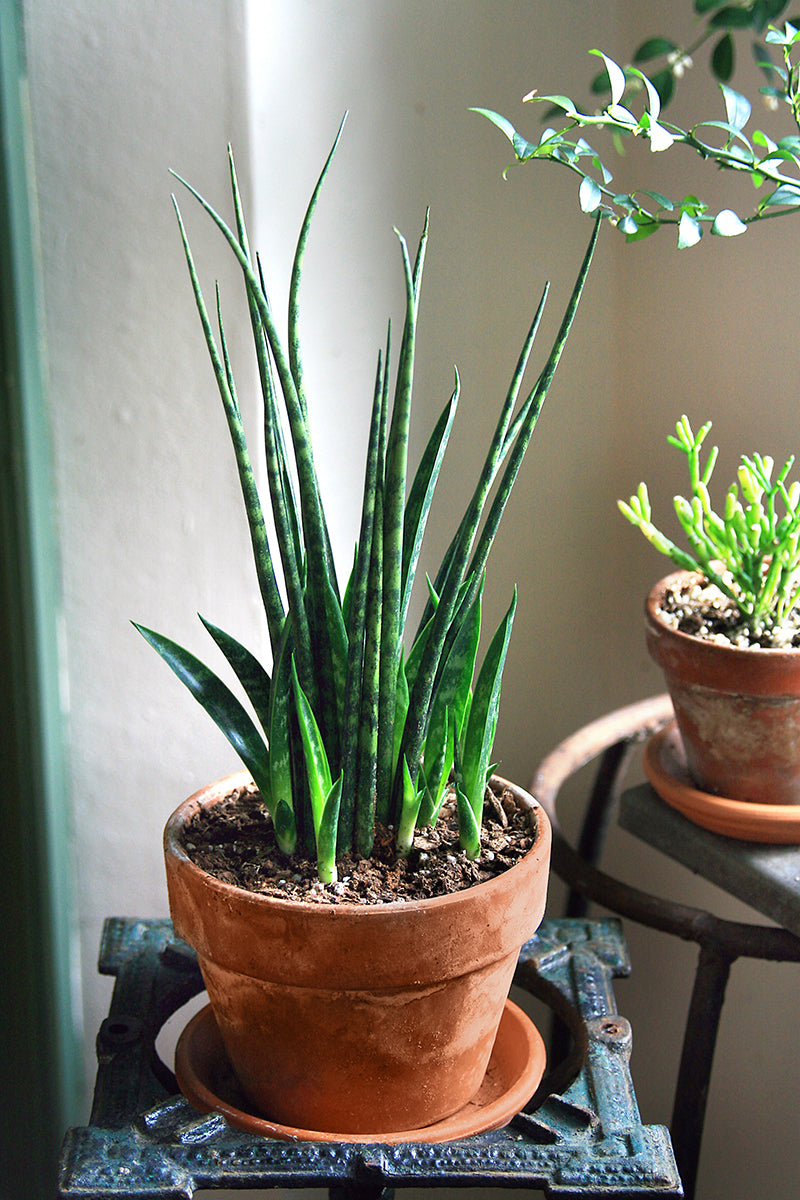 Sansevieria Fernwood ‘Mikado’ (Sansevieria hybrid)