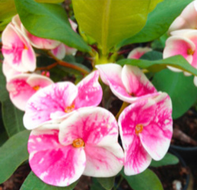 Crown of Thorns ‘Angel Blessing’ (Euphorbia milii hybrid)
